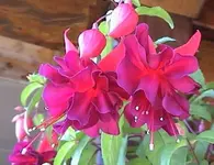 fuchsien1.webp