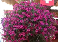 petunien1.webp