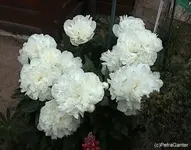 gapfingstroseweiss.webp