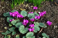 Veilchen.webp