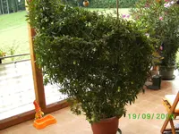 passi,kl2.webp