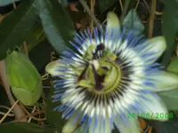 passi,kl3.webp