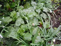 mondviolen 005.webp