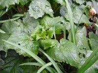 mondviolen 006.webp