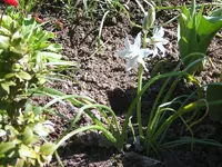 garten 043.webp