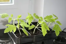 1tomatecorianne.webp