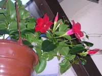 Mandevilla1.webp