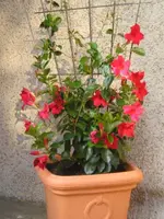 Mandevilla2.webp