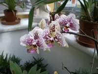 Orchi.webp