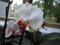 Orchi 3.webp