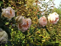 Kletterrose, noch nicht ganz so alt.webp