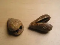Was ist das für eine Frucht.webp