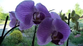 K640_P1000002-Kritzmow 2008 (2).webp