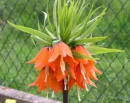 PICT0066.webp