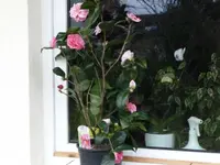 K640_P1010771.webp
