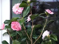 K640_P1010772.webp