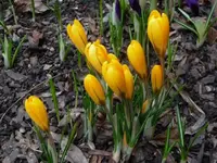 172.webp