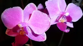 K640_P1010703.webp