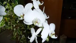 K640_P1010732.webp