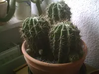PIC00373.webp