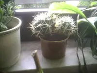 PIC00374.webp