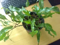 27032009225.webp
