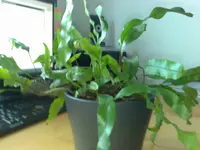 27032009226.webp