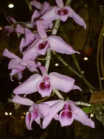Orchideen 004.webp
