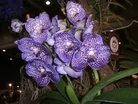 Orchideen 007.webp