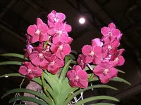 Orchideen 008.webp
