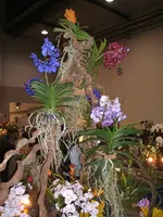 Orchideen 009.webp