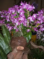 Orchideen 010.webp