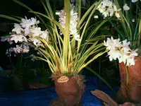 Orchideen 011.webp