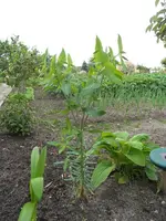 SAM_0605.webp