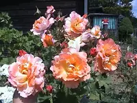 DSC00008.webp