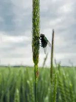 Am Kornfeld_168.webp