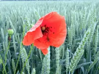 Am Kornfeld_184.webp