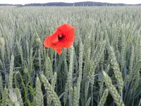 Am Kornfeld_186.webp