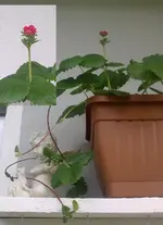 ErdbeerePink.webp