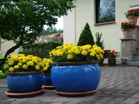 Kübel setzen Farbakzente.webp