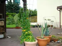 Anstelleder erfrorenen Rosen.webp