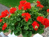 Dominante Pelargonien.webp