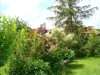 Stauden als Hilfstruppen.webp