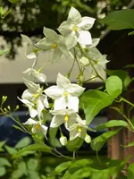 PJasminiodes.webp