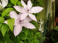PClematis.webp