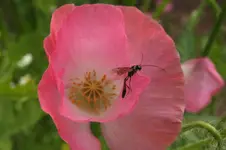 xx.webp