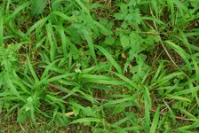 Grasfrage.webp