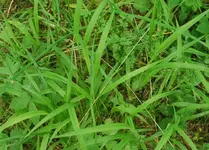gras_2.webp