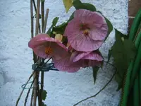 BILD1466.webp