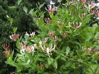 BILD1511.webp